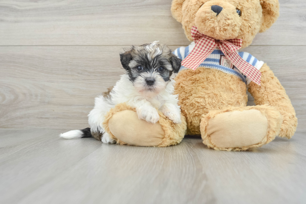 Hypoallergenic Havanese Baby