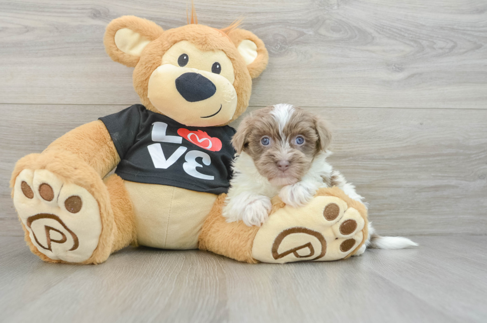 5 week old Havanese Puppy For Sale - Lone Star Pups