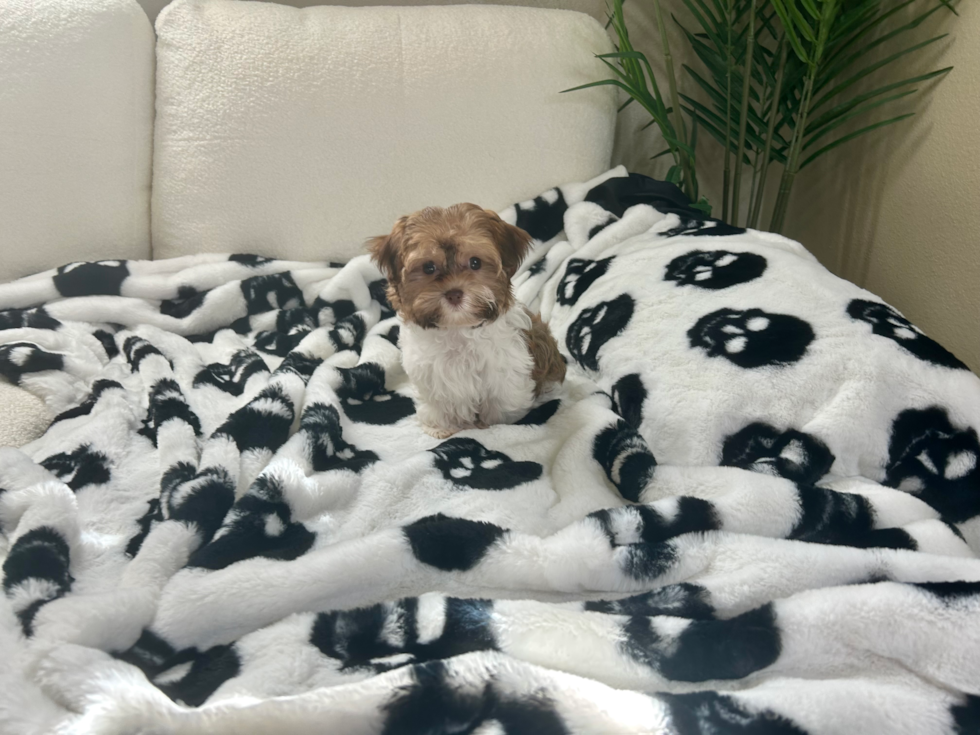 Cute Havanese Baby