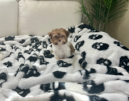 12 week old Havanese Puppy For Sale - Lone Star Pups