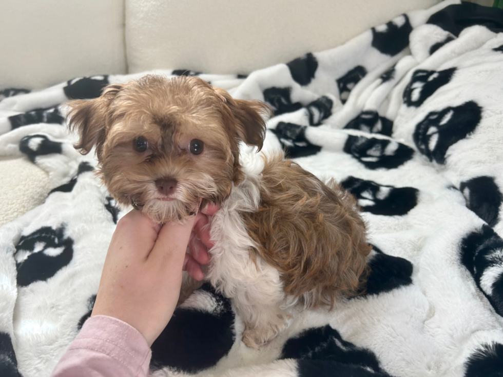 Cute Havanese Purebred Pup