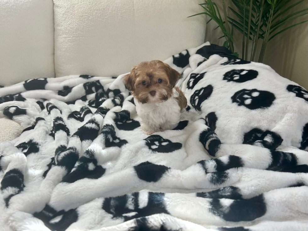 Havanese Pup Being Cute