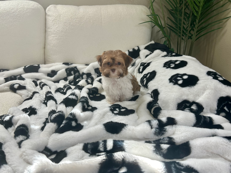 Havanese Puppy for Adoption