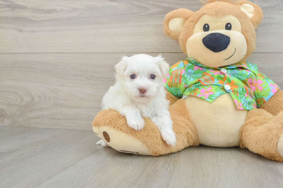 Cute Havanese Cuban Bichon Purebred Puppy