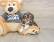 6 week old Havanese Puppy For Sale - Lone Star Pups