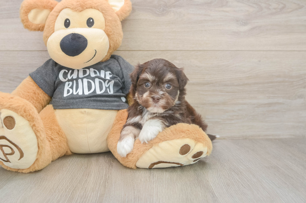 6 week old Havanese Puppy For Sale - Lone Star Pups
