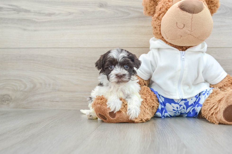 6 week old Havanese Puppy For Sale - Lone Star Pups