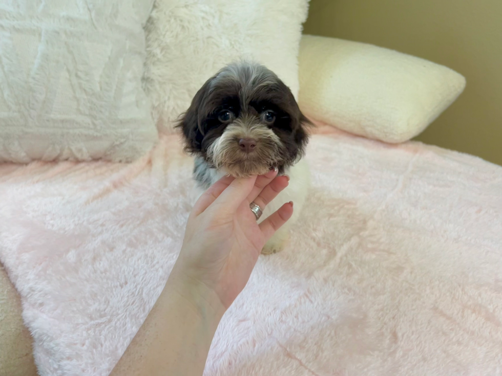 Best Havanese Baby