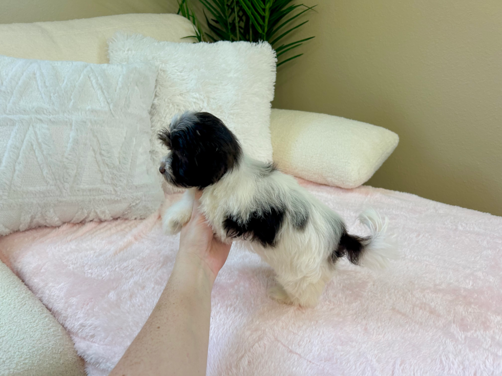 Cute Havanese Baby