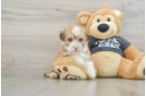 Havanese Pup Being Cute