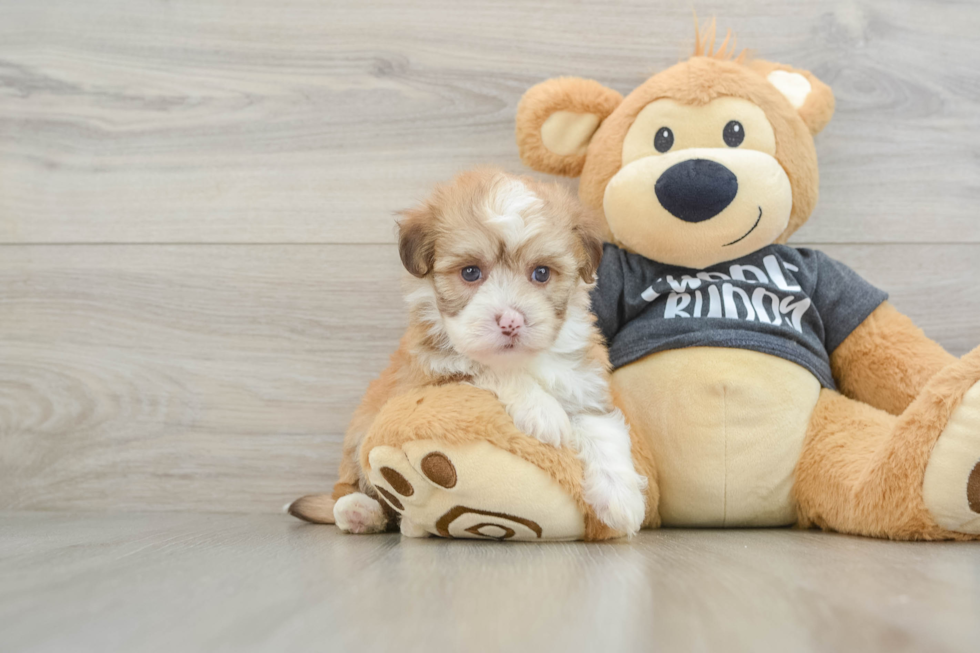 Havanese Pup Being Cute