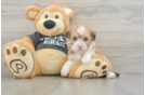 Popular Havanese Baby