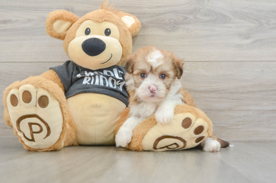 Popular Havanese Baby