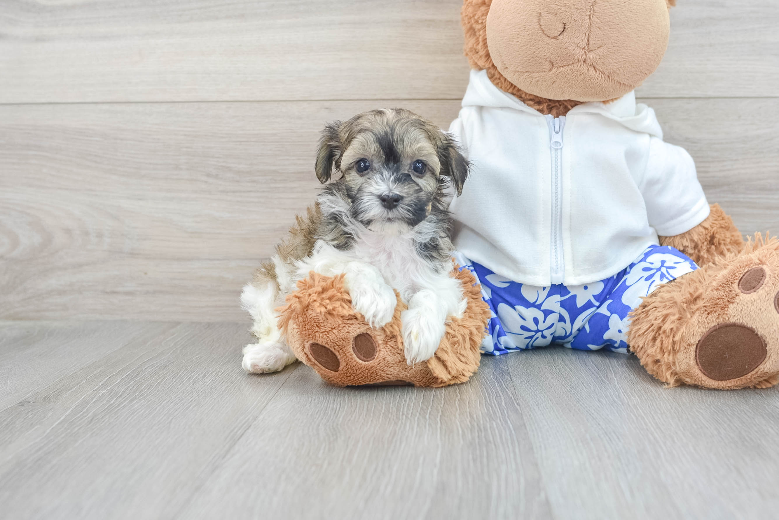 Petite Havanese Purebred Puppy