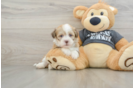 Playful Havanese Baby