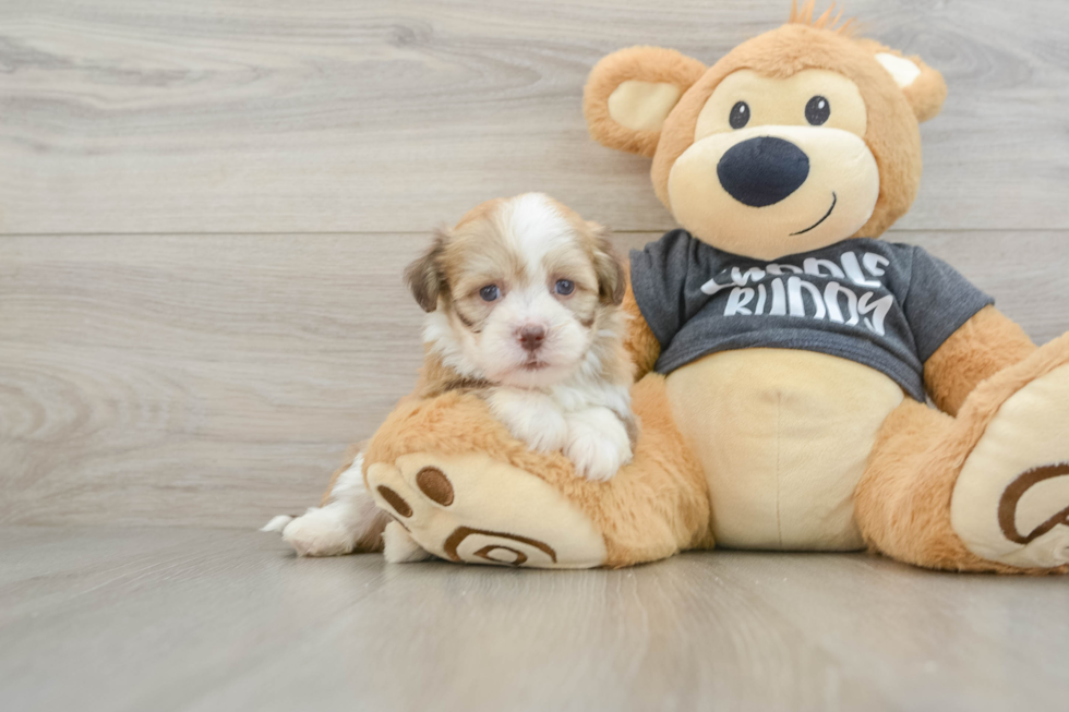 Playful Havanese Baby