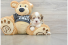 Havanese Pup Being Cute