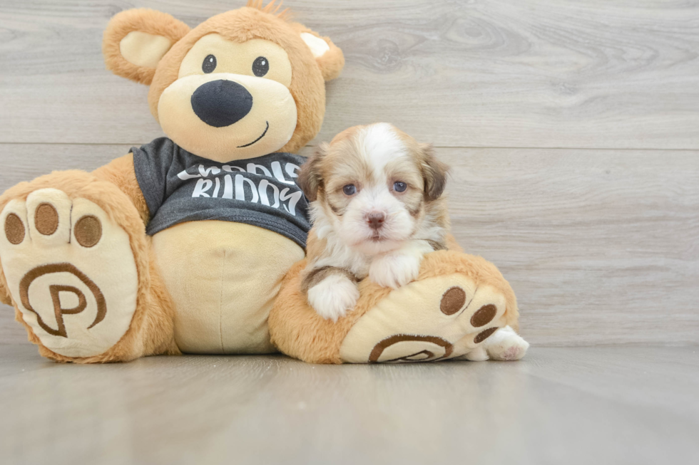 Havanese Pup Being Cute