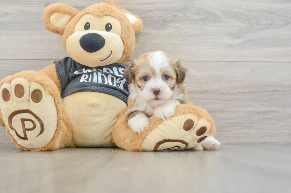 5 week old Havanese Puppy For Sale - Lone Star Pups