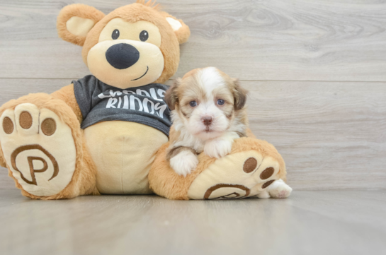 Havanese Pup Being Cute