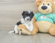 7 week old Havanese Puppy For Sale - Lone Star Pups
