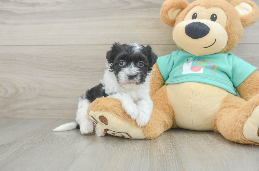 6 week old Havanese Puppy For Sale - Lone Star Pups