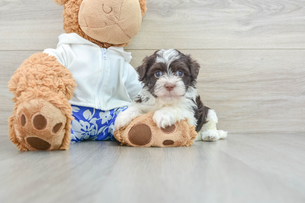 Happy Havaneser Purebred Puppy