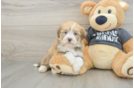 Havanese Pup Being Cute