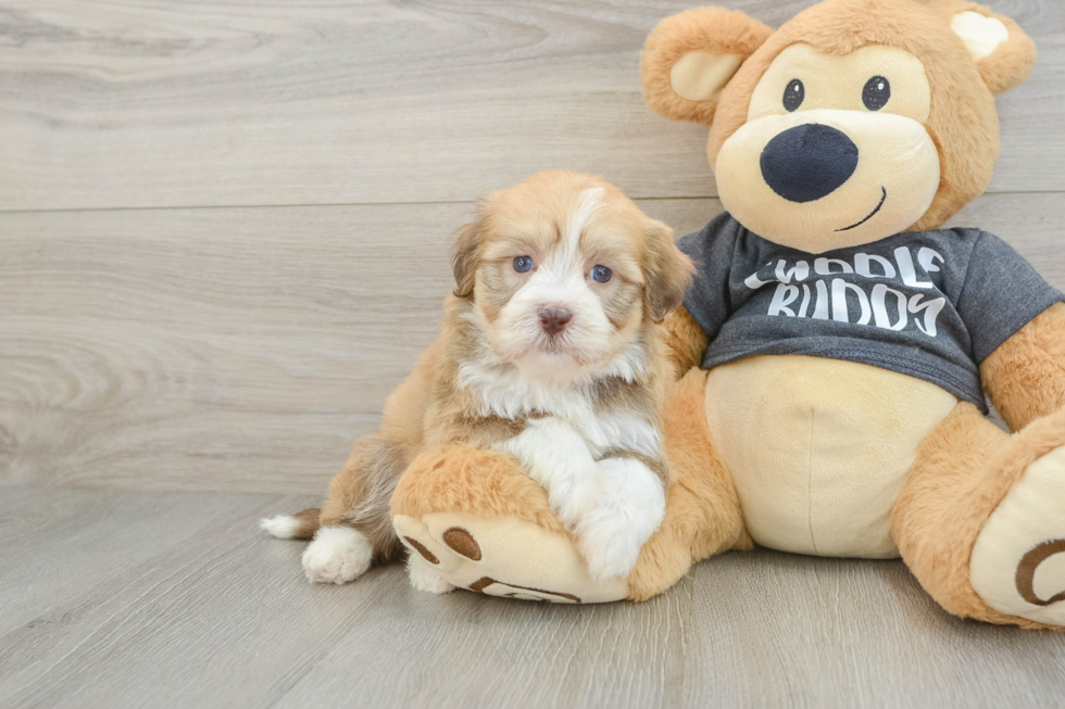 Havanese Pup Being Cute