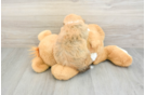 Hypoallergenic Havanese Purebred Pup
