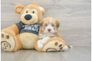 Adorable Bichon Havanes Purebred Puppy
