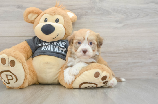Adorable Bichon Havanes Purebred Puppy