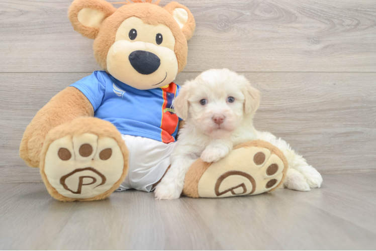 Havanese Puppy for Adoption