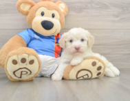 6 week old Havanese Puppy For Sale - Lone Star Pups