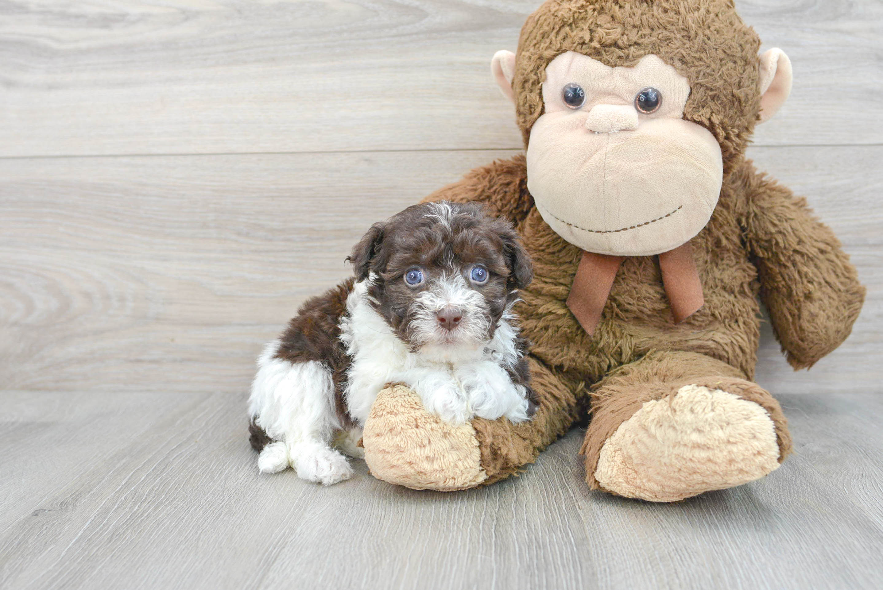 Funny Havanese Baby