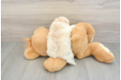 Small Havanese Baby