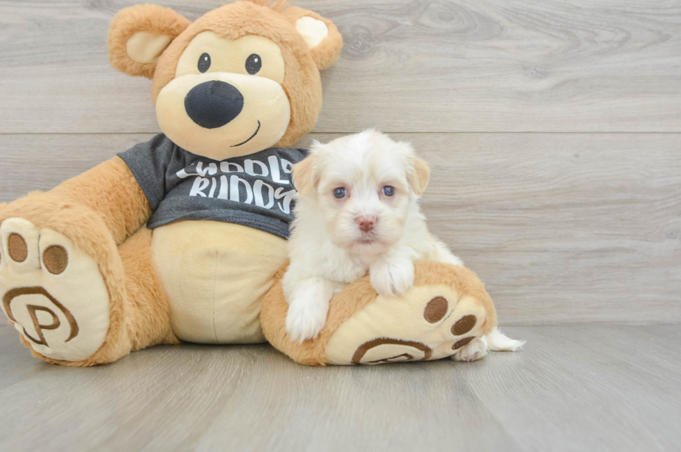 5 week old Havanese Puppy For Sale - Lone Star Pups