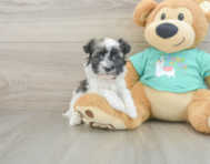 7 week old Havanese Puppy For Sale - Lone Star Pups