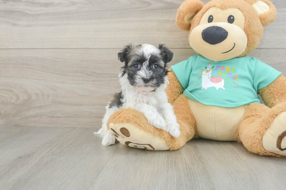 6 week old Havanese Puppy For Sale - Lone Star Pups