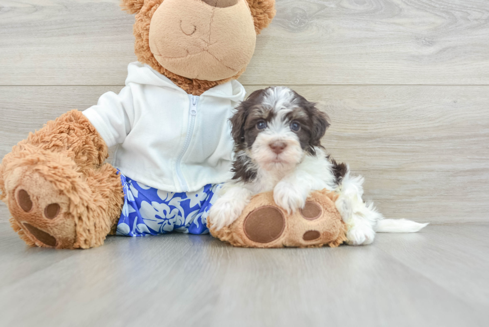 Havanese Puppy for Adoption