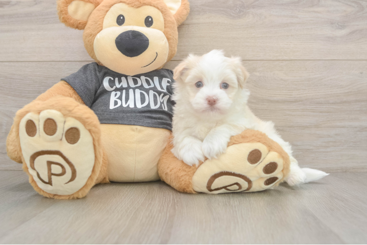 Best Havanese Baby