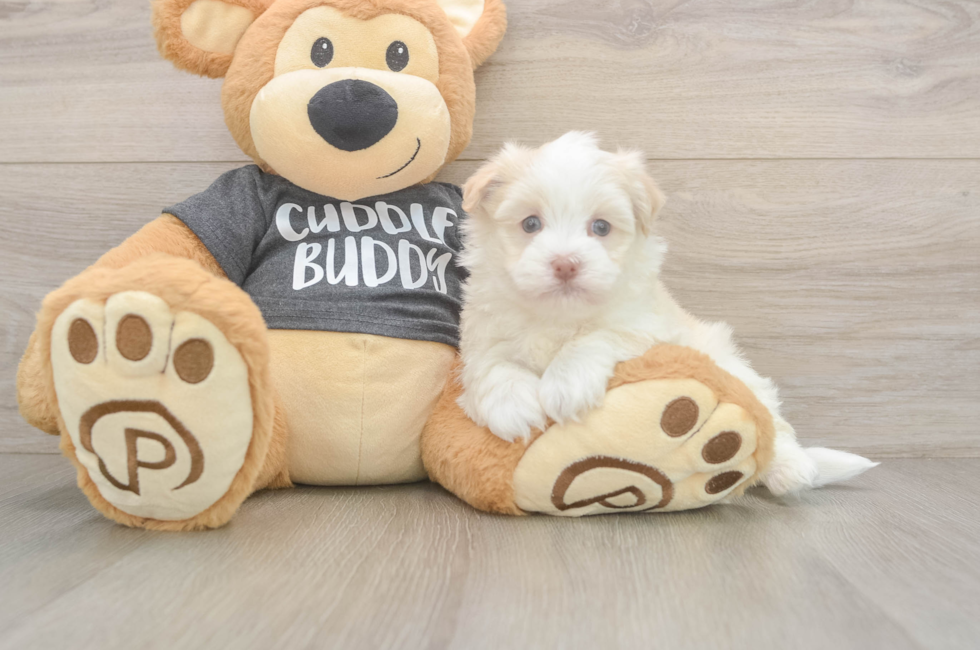 5 week old Havanese Puppy For Sale - Lone Star Pups