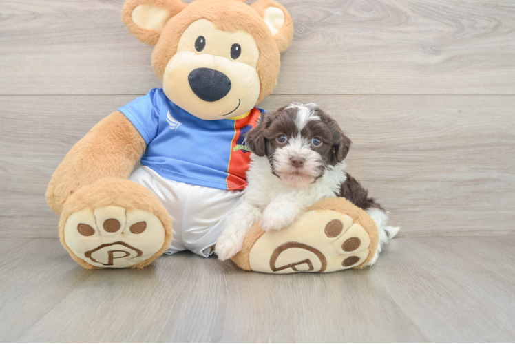 Havanese Pup Being Cute