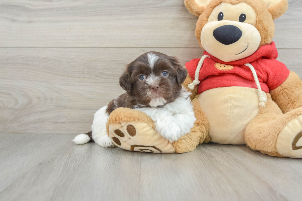 Havanese Pup Being Cute