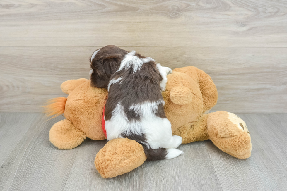 Havanese Puppy for Adoption