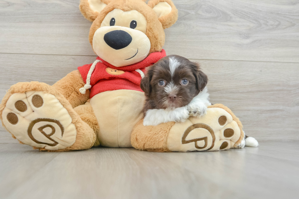 Havanese Pup Being Cute