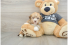 Hypoallergenic Havanese Purebred Pup