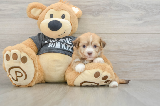 Funny Havanese Baby