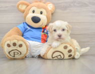 6 week old Havanese Puppy For Sale - Lone Star Pups