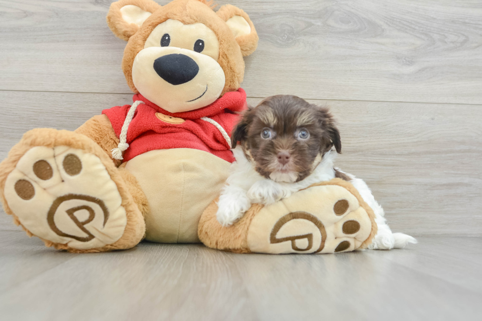 Hypoallergenic Havanese Baby